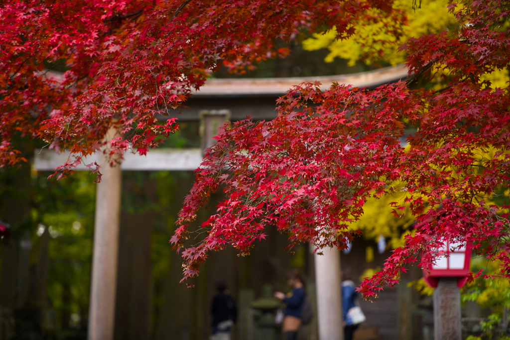紅葉⑤