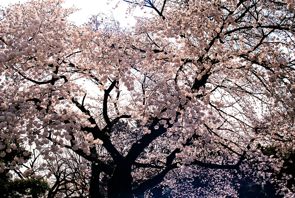 新宿御苑の桜咲く