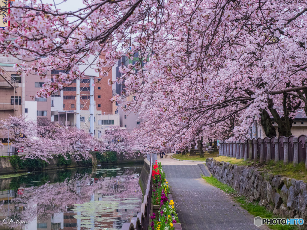 桜道