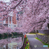 桜道