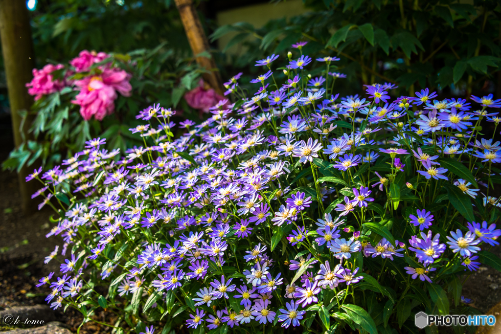 春の花