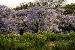 菜の花と共に