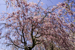 250427_八重桜