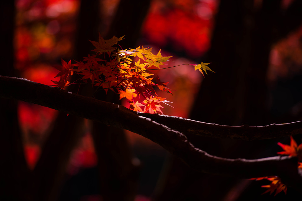 昇仙峡の紅葉⑥