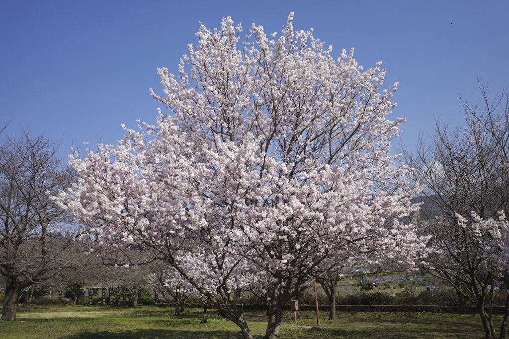 春めき桜2019