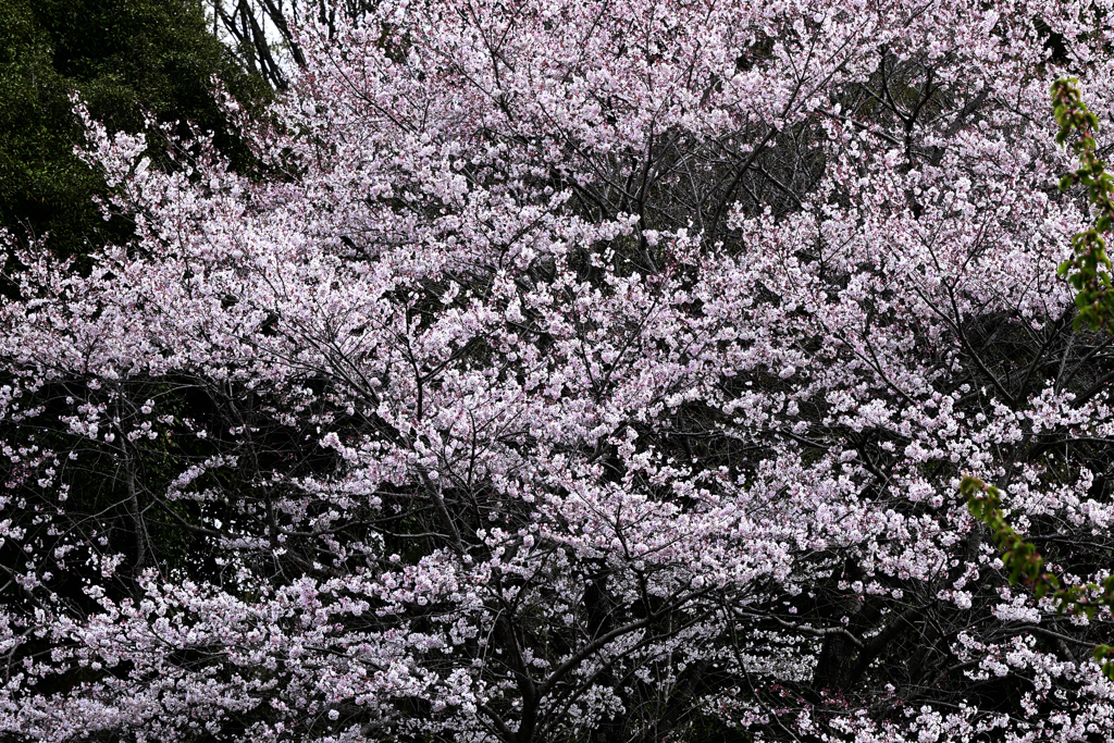 250330_公園の桜④