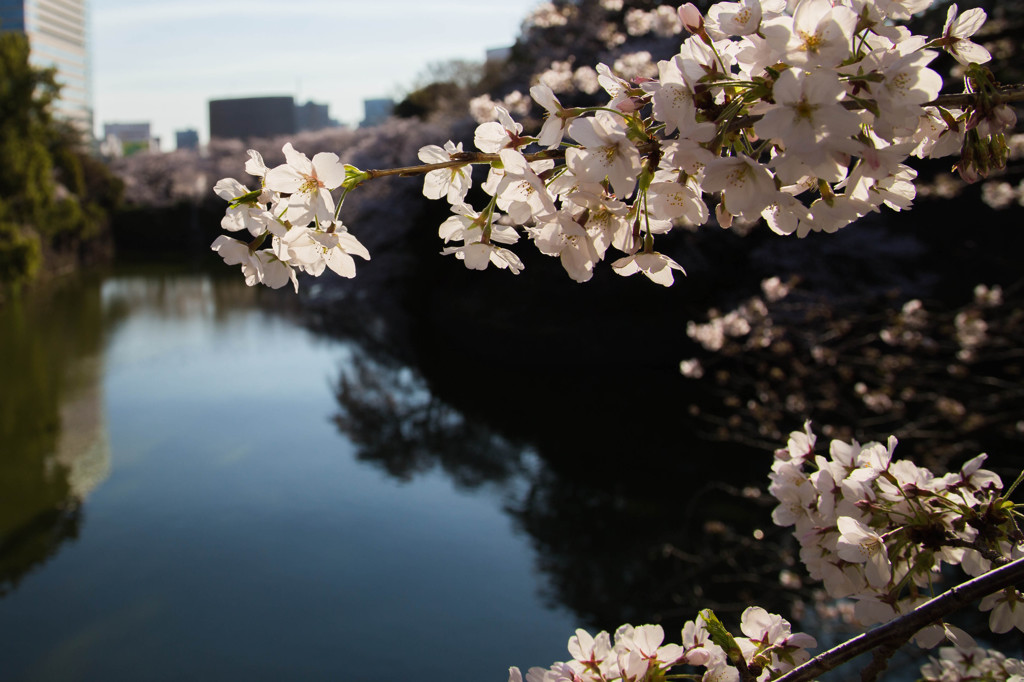 2014sakura19
