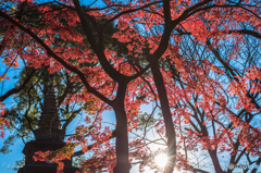 上野の紅葉