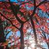 上野の紅葉