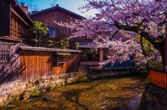 京都の春の思い出③