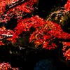紅