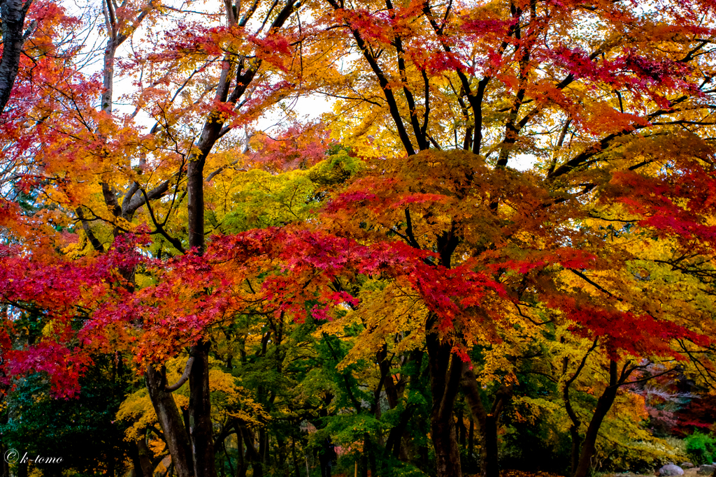 紅葉