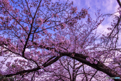 桜樹
