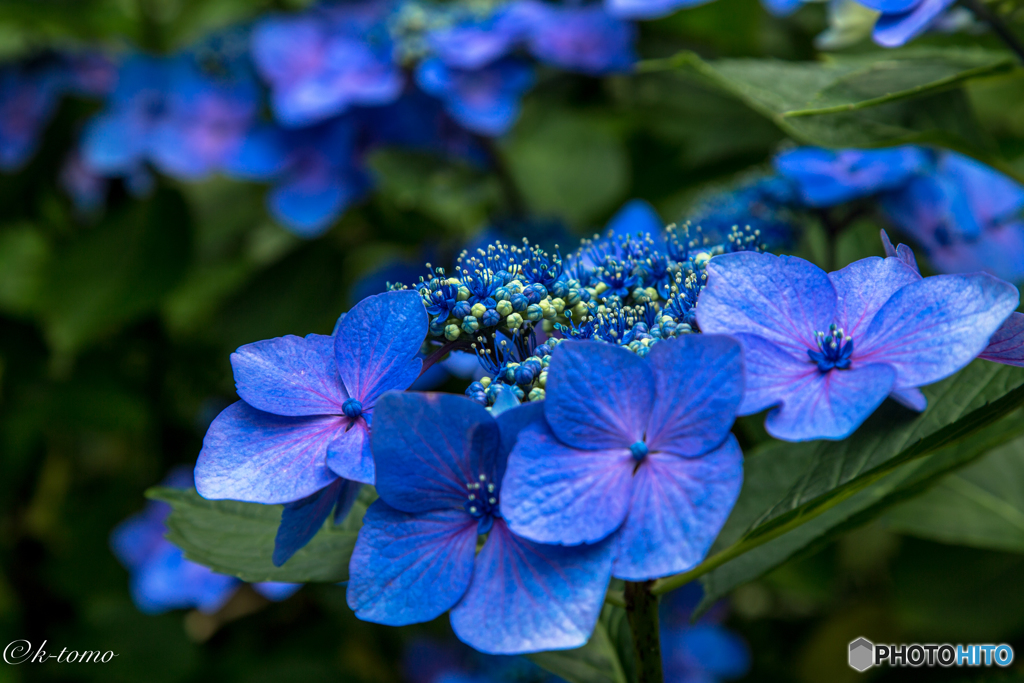 長野県上田市の紫陽花