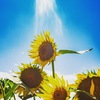 夏の思い出