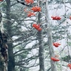 七竈