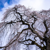 枝垂桜＃10