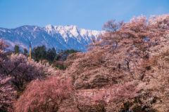 満開の桜と南アルプス