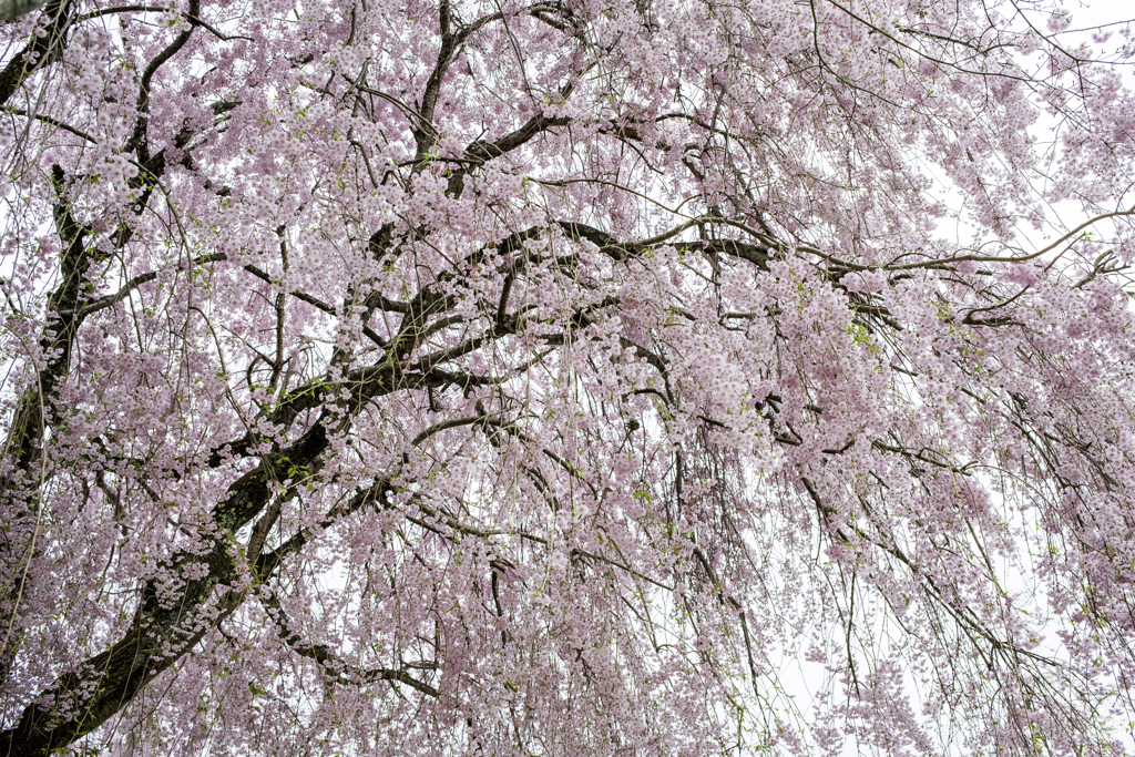 ピンクの桜