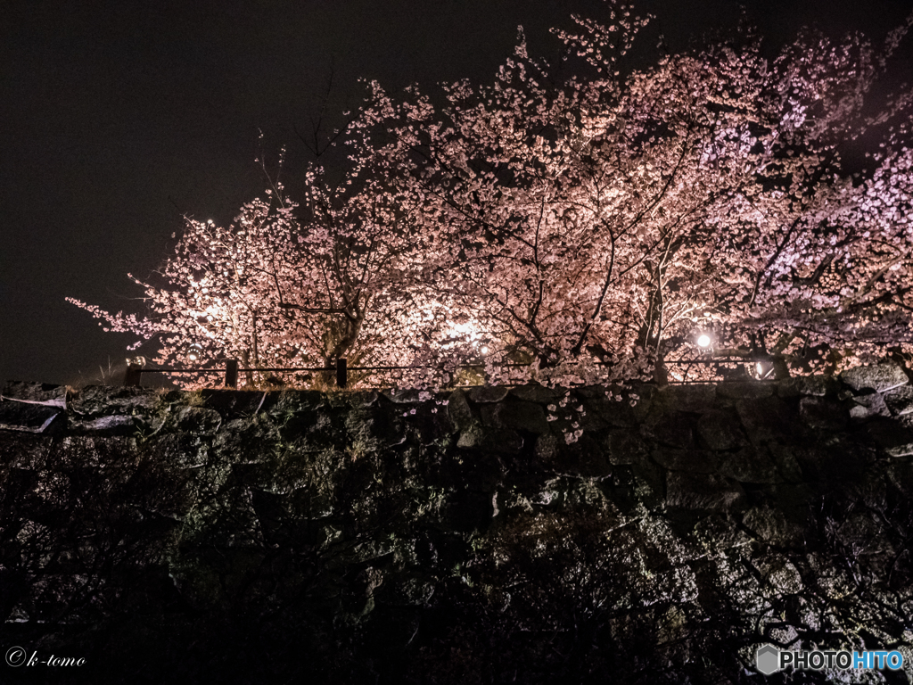 舞鶴公園の夜桜　１