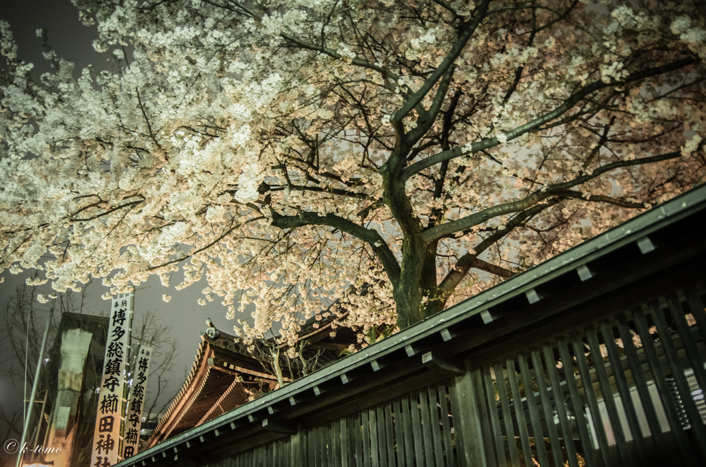 櫛田神社＿夜情⑤
