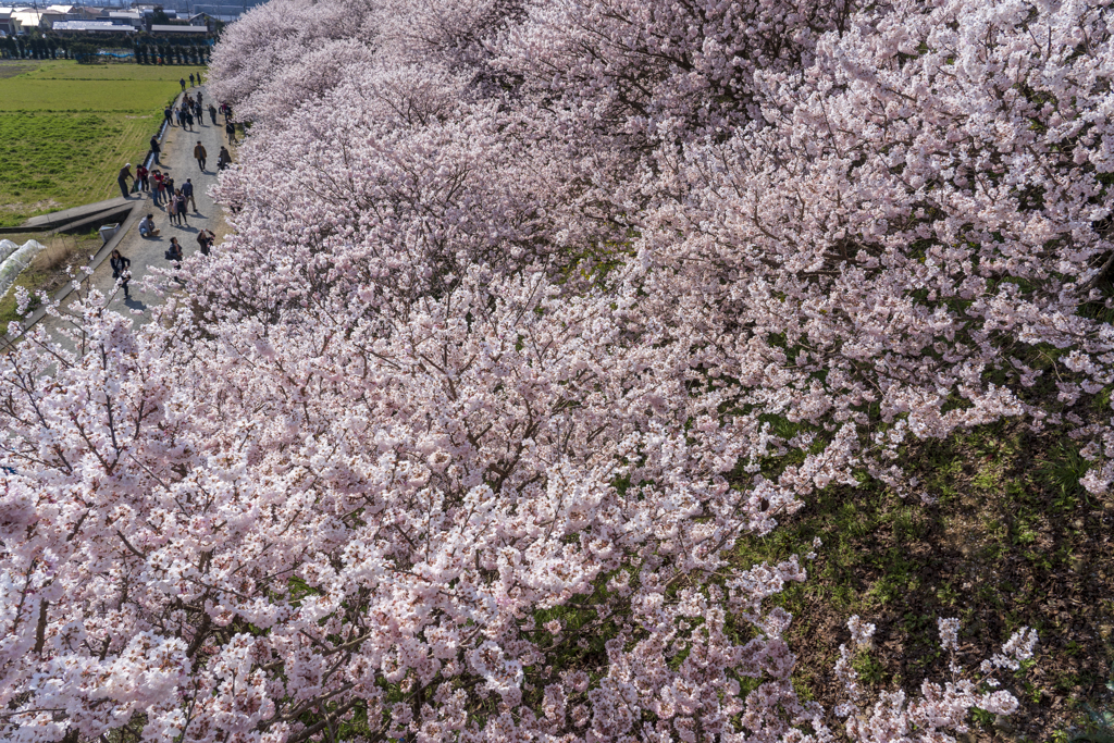 春めき桜２