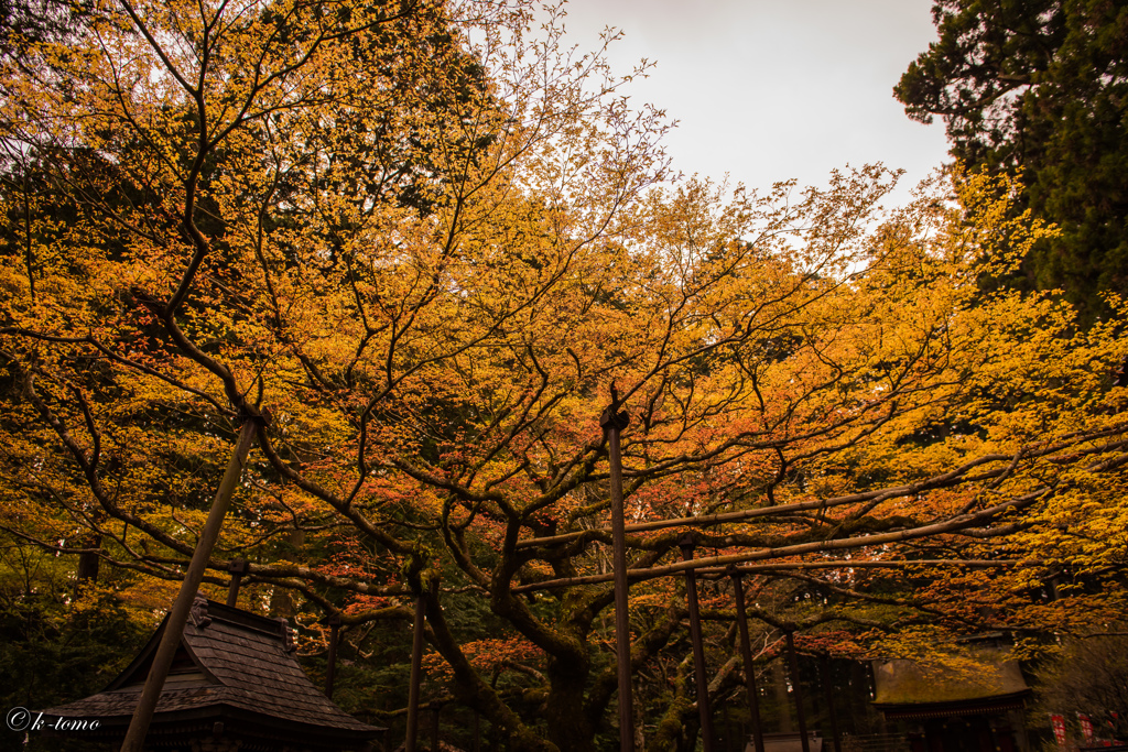 七色の紅葉