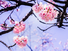 桜の季節到来②