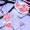 桜の季節到来②