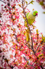 近所の桜と鳥③