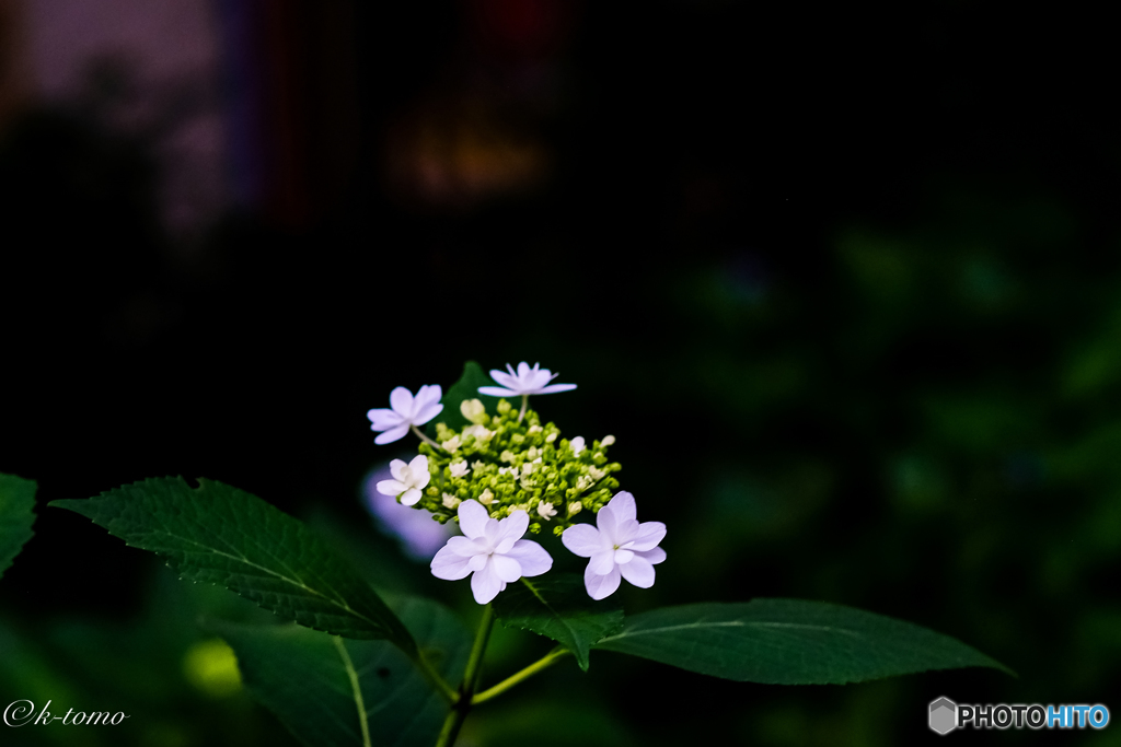 2017紫陽花