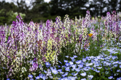 250420_公園の花々4