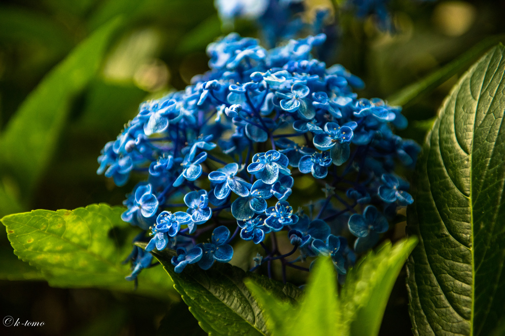 白山の紫陽花-2