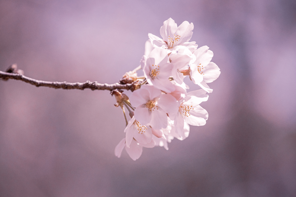 桜の枝