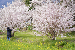 春めき桜７