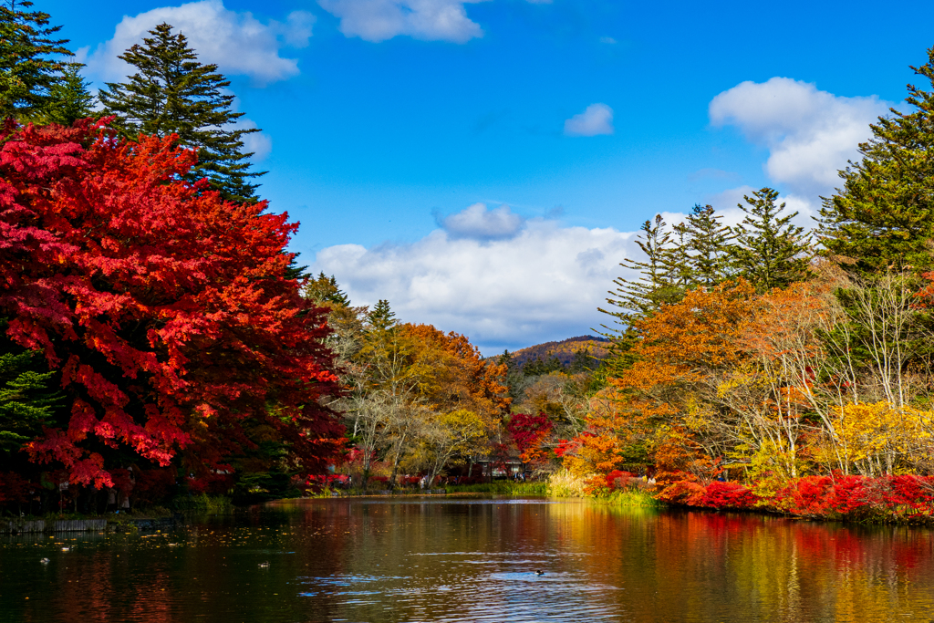 雲場池の紅葉２