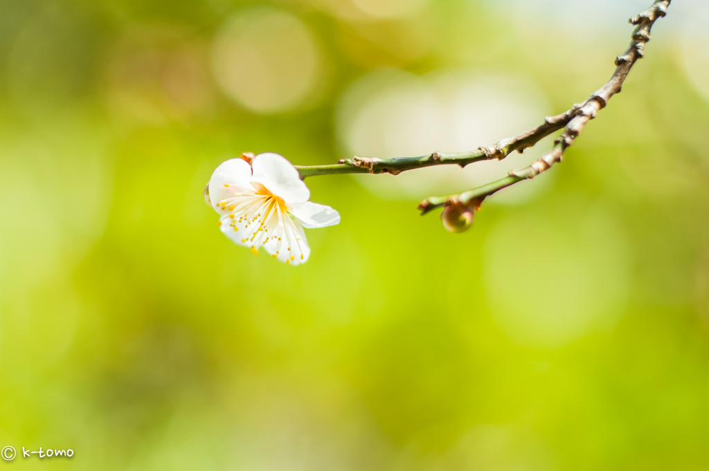 一輪の梅華