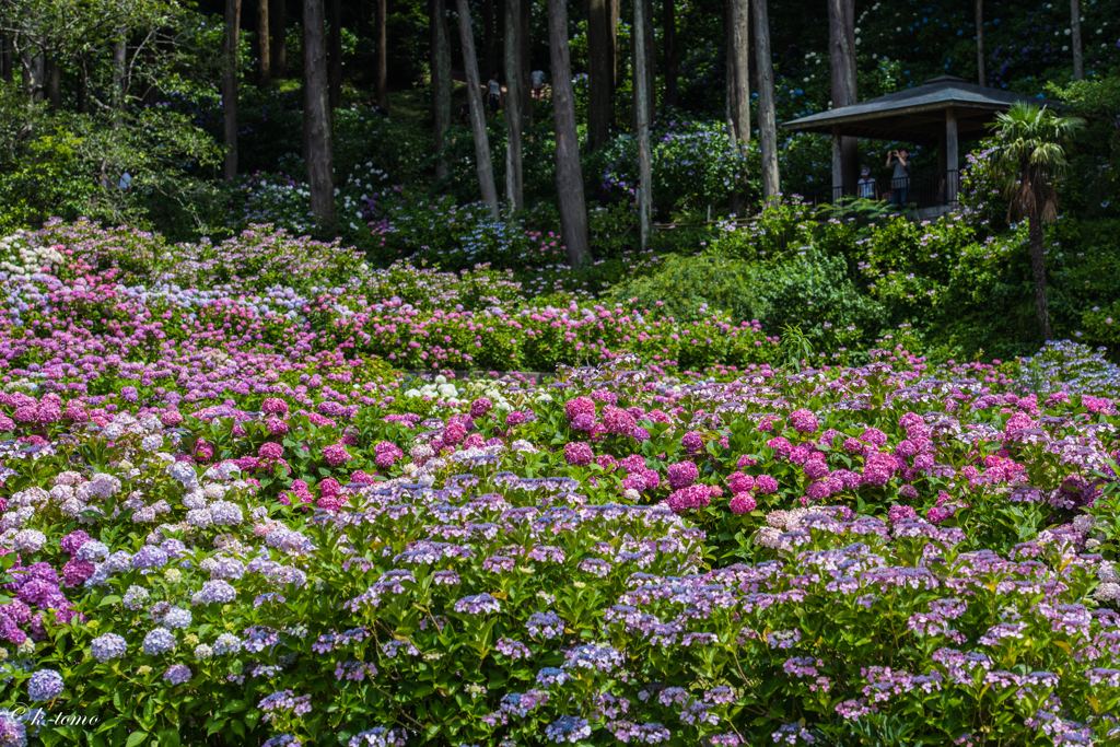 紫陽花畑