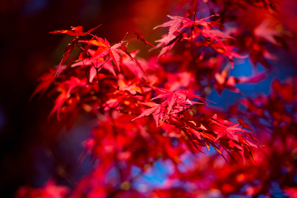 昇仙峡の紅葉①