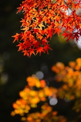 i紅葉@円覚寺