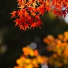 i紅葉@円覚寺