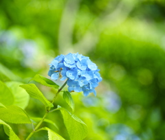紫陽花＿鎌倉長谷寺