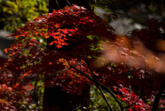 昇仙峡の紅葉⑦