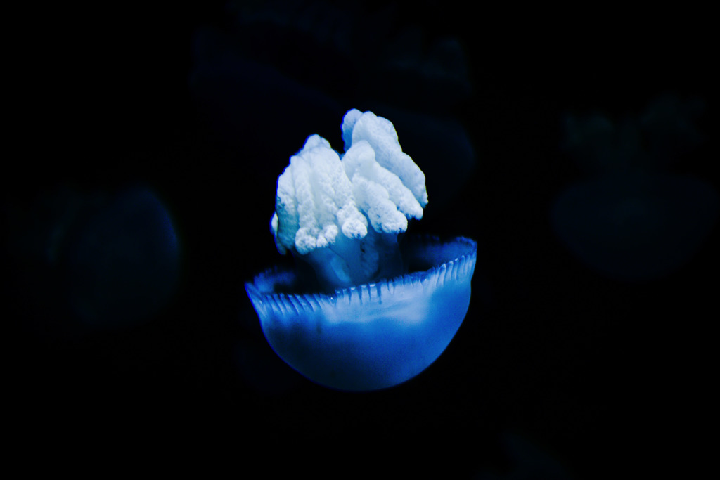 深海にて