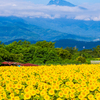 向日葵と甲斐の山々
