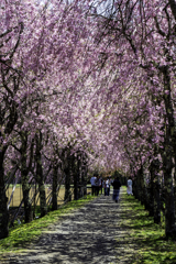 250427_桜のトンネル
