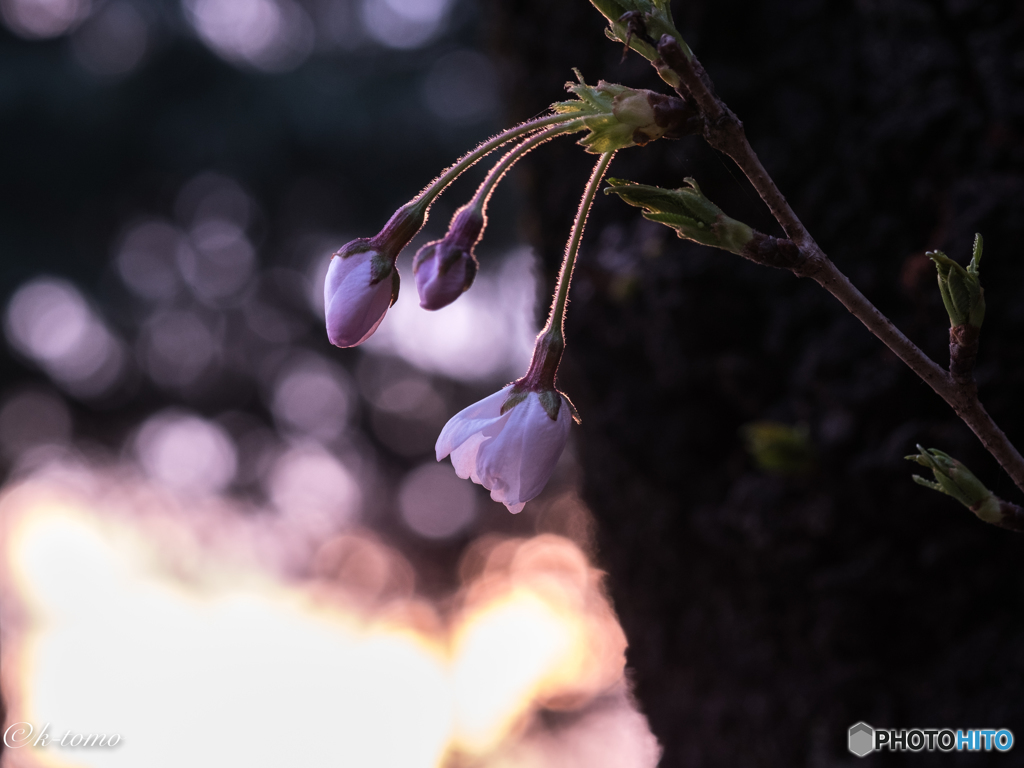 蕾から