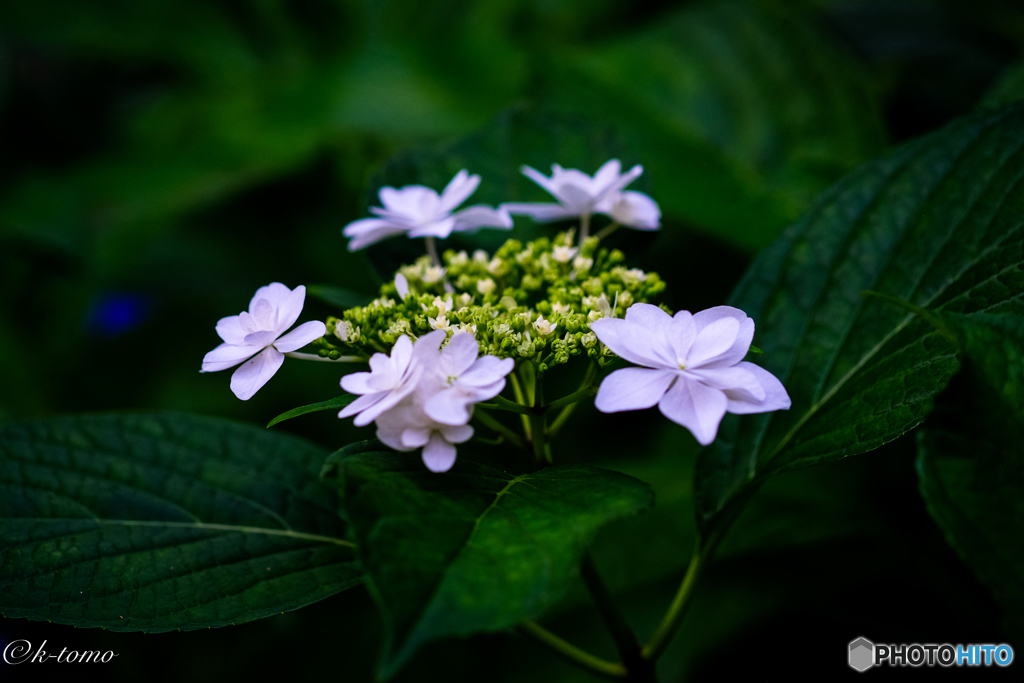 2017紫陽花４