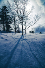 雪原