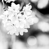 白い桜